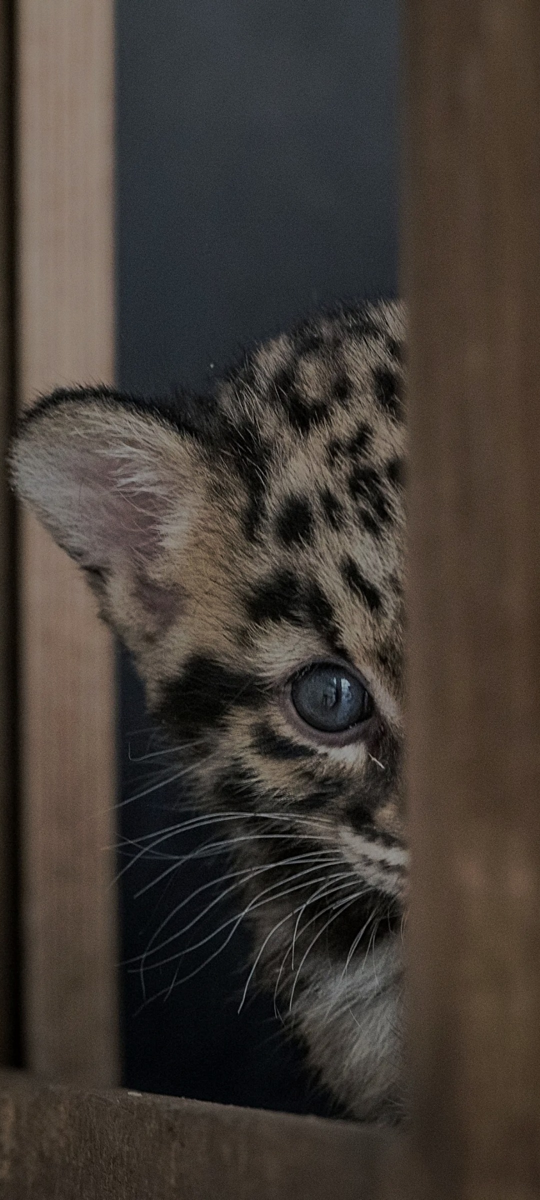 Profil de Nathaniel, 39 ans, Adultère à Arnold's Cove